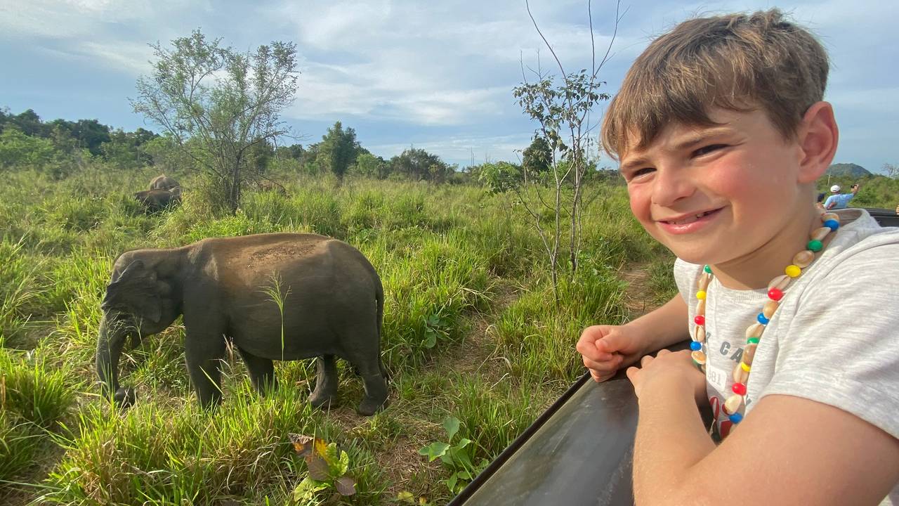 Olifanten in Minneriya National Park, Sri Lanka